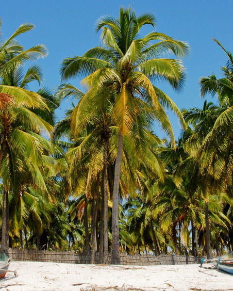Mozambik
