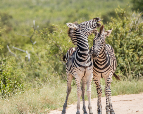 Safari v Krugerově Národním parku