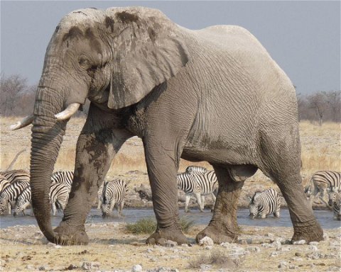 Safari v Národním parku Etosha