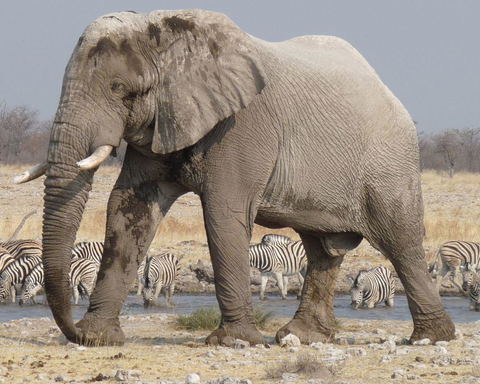 Safari v Národním parku Etosha