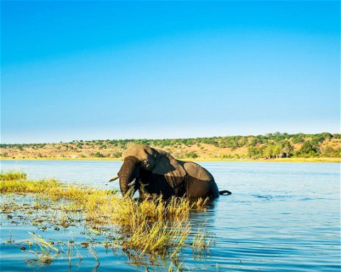 Safari v Národním parku Chobe