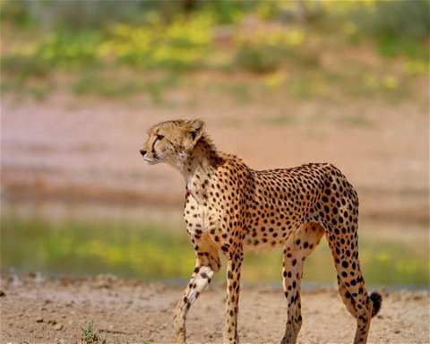 Pouštní safari v parku Kgalagadi Transfrontier 