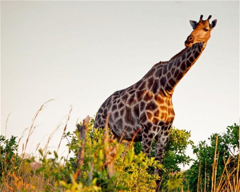 Safari v Národním parku Hwange