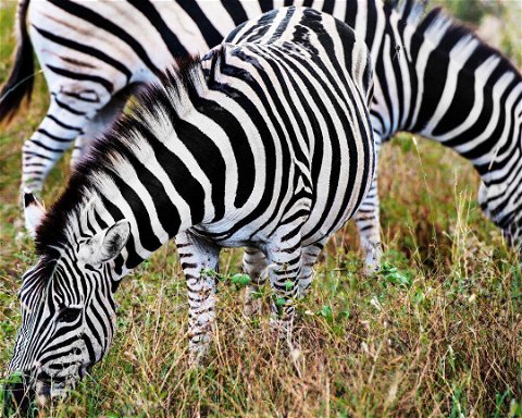 Národní park Gorongosa