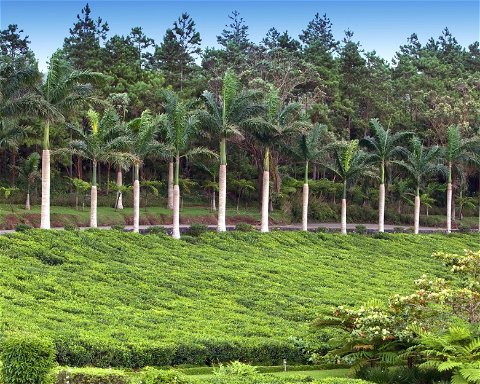 Výlet na čajovníkové plantáže