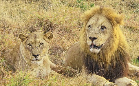 Safari i Madikwe Game Reserve