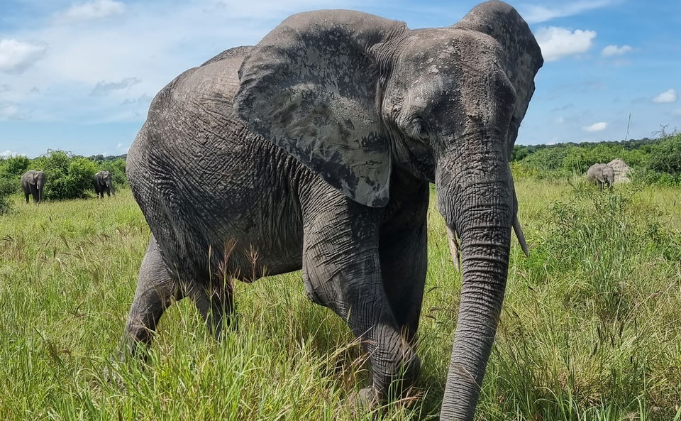 Safari på Garden Route