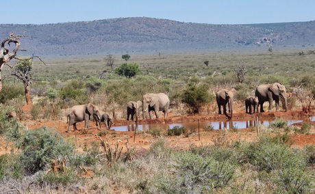 Image of Elephants in South africa with gonanasouthafricantravel