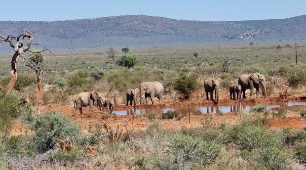 Image of Elephants in South africa with gonanasouthafricantravel