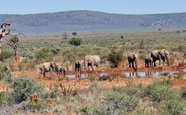 Image of Elephants in South africa with gonanasouthafricantravel