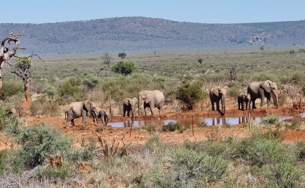 Image of Elephants in South africa with gonanasouthafricantravel Image of Elephants in South africa with gonanasouthafricantravel