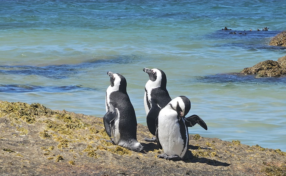 12 dagars resa atlanten till indiska oceanen