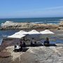 En helg i Hermanus – valar, festival och nya smaker