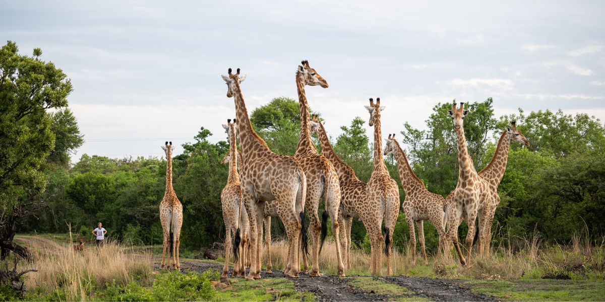 Giraffe in KwaZulu-Natal with Gonana South African Travel