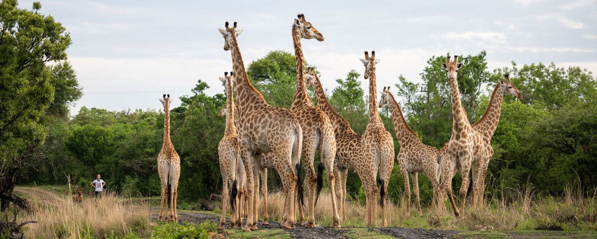 Giraffe in KwaZulu-Natal with Gonana South African Travel