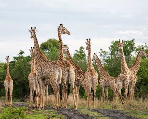 Giraffe in KwaZulu-Natal with Gonana South African Travel