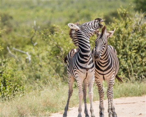 KRUGER NATIONALPARK SAFARI