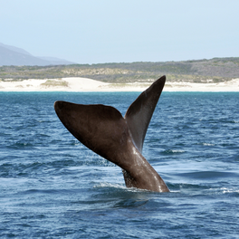 whale in hermanus on marine safari with gonana south african travel