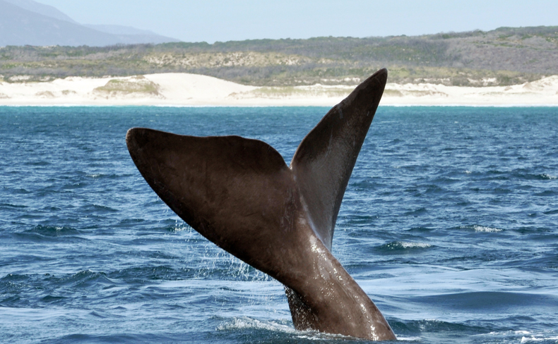 whale in hermanus on marine safari with gonana south african travel