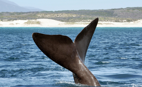 whale in hermanus on marine safari with gonana south african travel