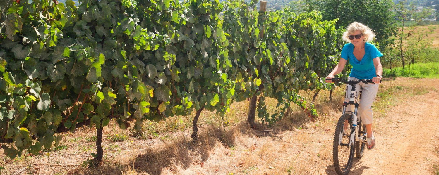 Image showing Swedish tourist cycling through Cape WInelands