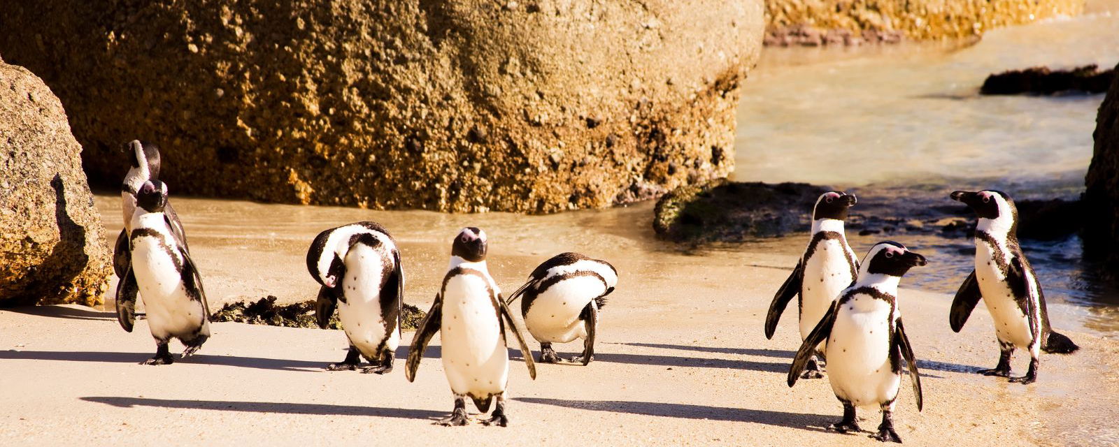 Image showing penguins at Boulders Beach in South Africa on a Southern Africa city tour with Gonana Travel