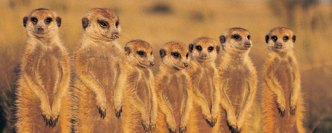 meerkat in kalahari with gonana south african travel