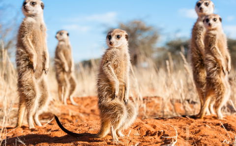 Image showing meerkats who represent people looking confused when packing for a safari in Southern Africa with Gonana travel