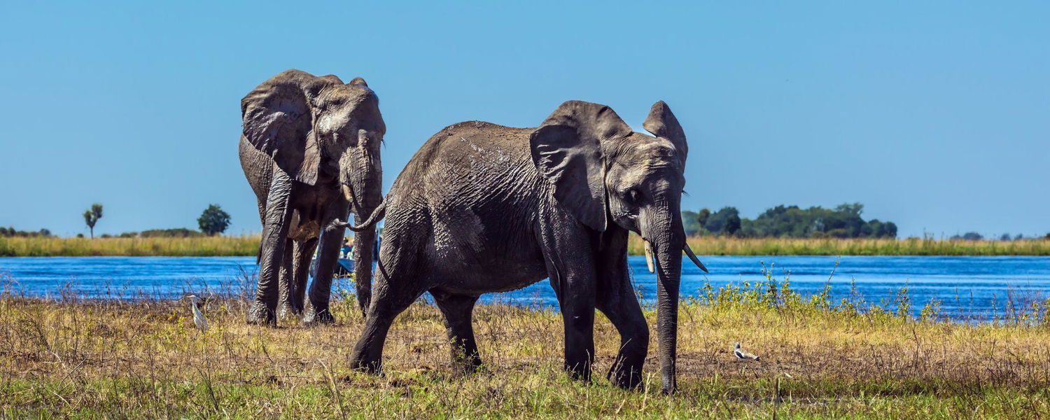 elephants in sydafrika on safari with Gonana South African Travel