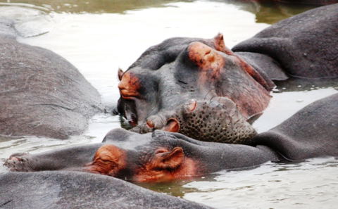 hippos in the isimangaliso wetland park kwazulu-natal with gonana south african travel