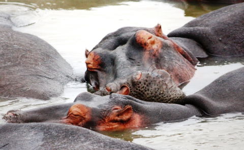 hippos in the isimangaliso wetland park kwazulu-natal with gonana south african travel