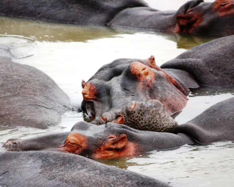 hippos in the isimangaliso wetland park kwazulu-natal with gonana south african travel