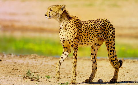 Safari i Kgalagadi Transfrontier Park