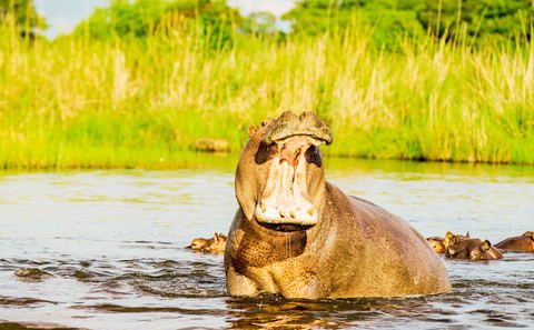 Safari i Kosi Bay