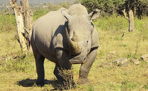 Safari i Hluhluwe-iMfolozi Park