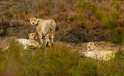 Safari i Zululand