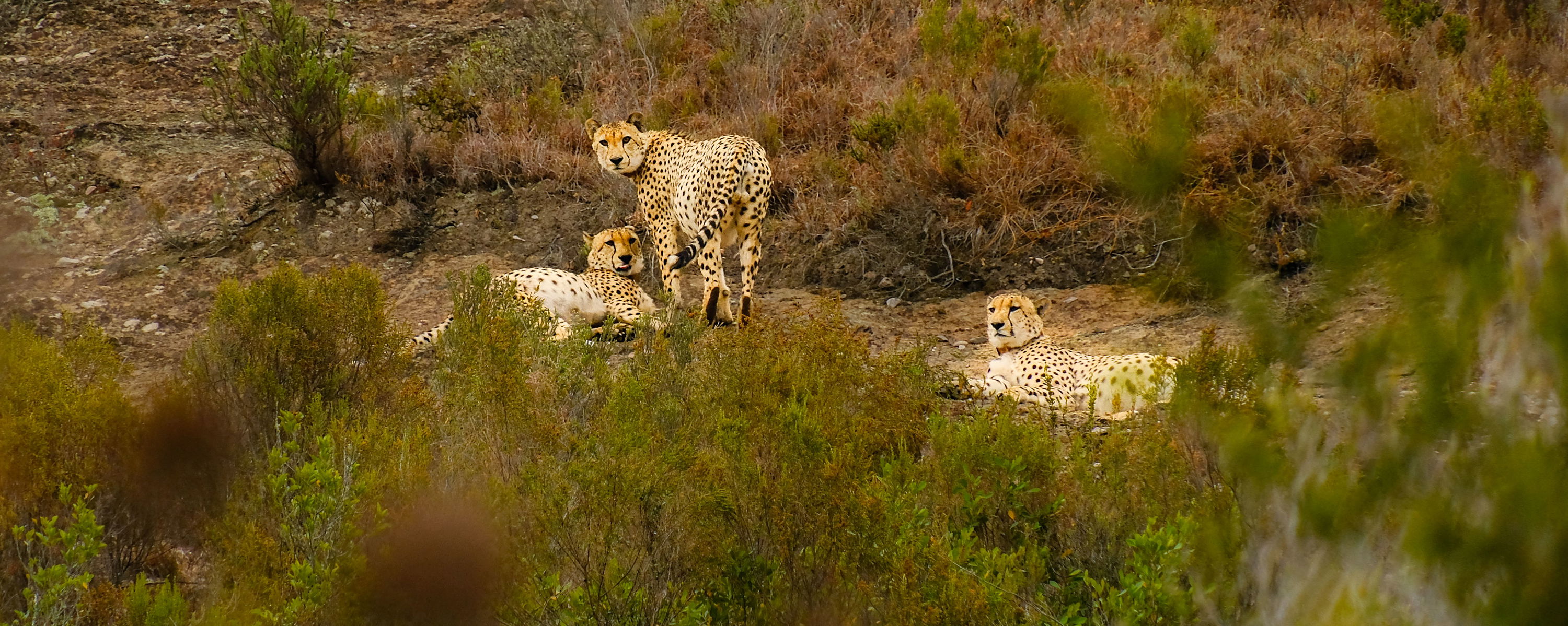 Upptäck livet ute i bushen