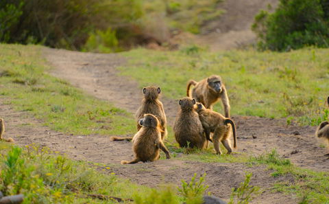 Safari i Greater Kruger