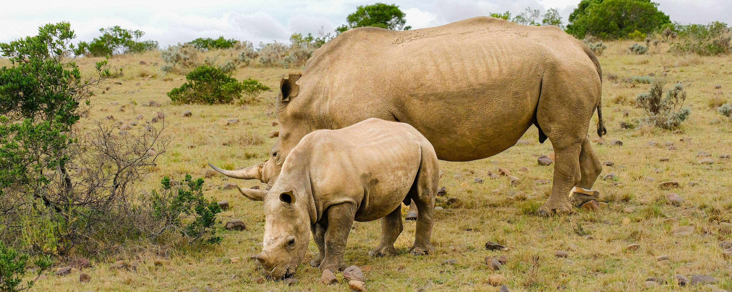 Upptäck Sydafrikas vilda hjärta med våra skräddarsydda safaripaket