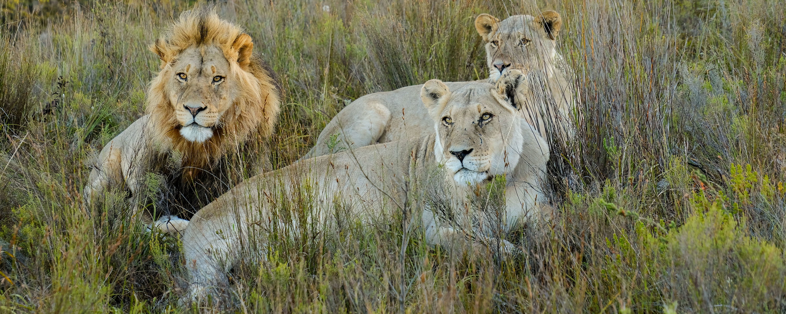 Gå med i Gonana Pride