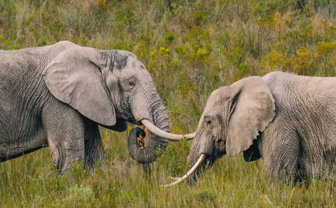 Safari nära Kapstaden längs Garden Route