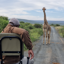 giraffe in addo with gonana south african travel