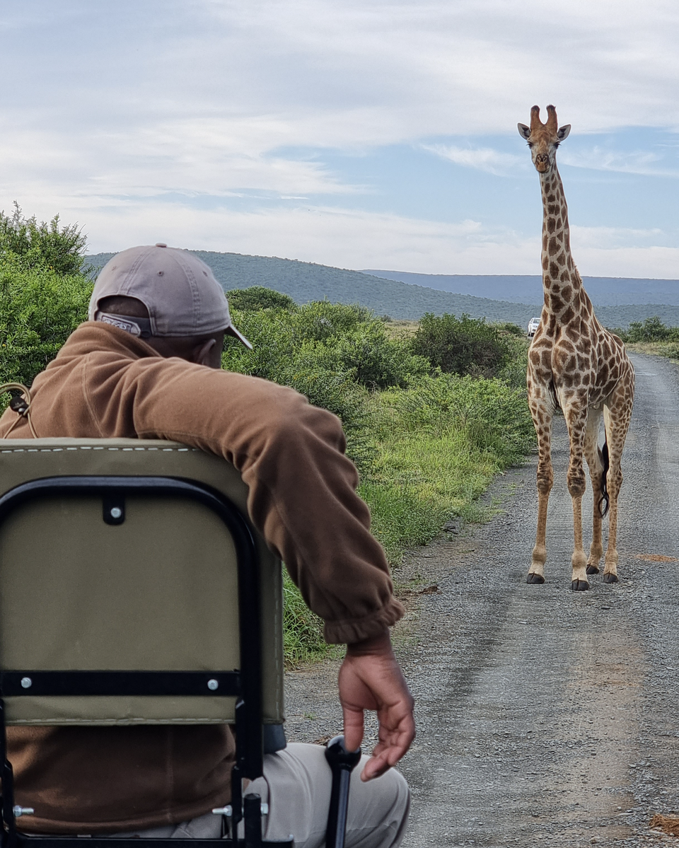 giraffe in addo with gonana south african travel
