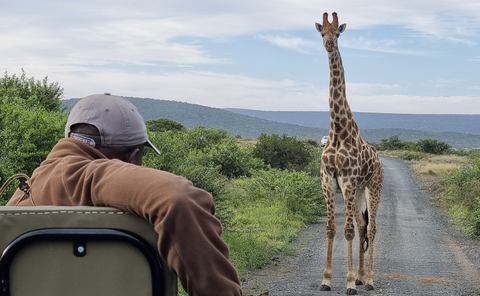 giraffe in addo with gonana south african travel