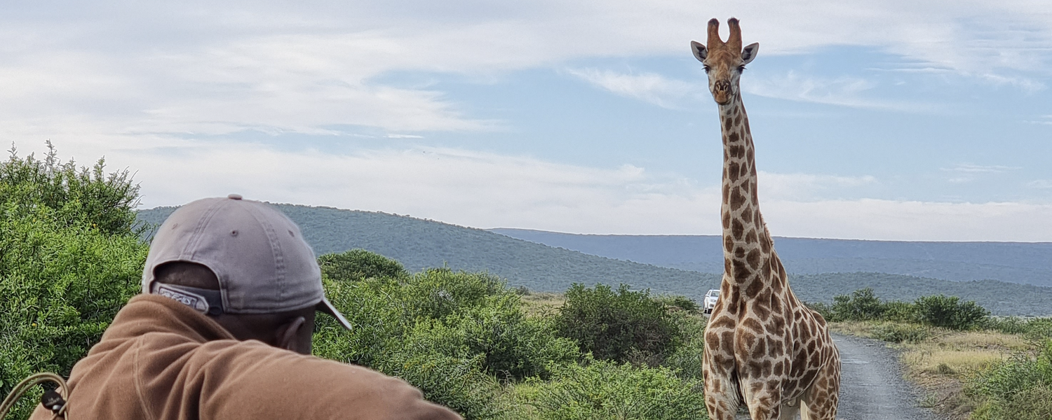 giraffe in addo with gonana south african travel