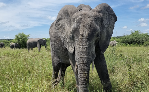 elephant in addo elephant park with gonana south african travel