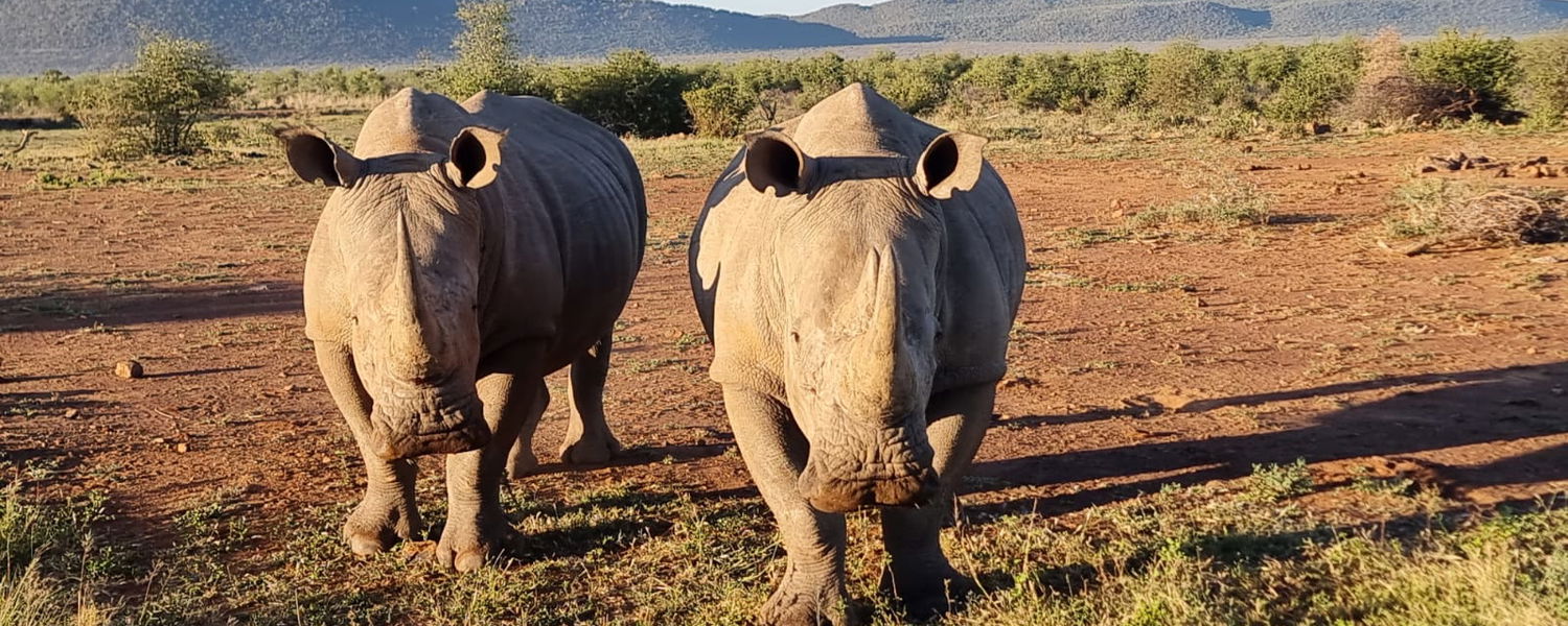 rhinos on safari in sydafrika with gonana south african travel