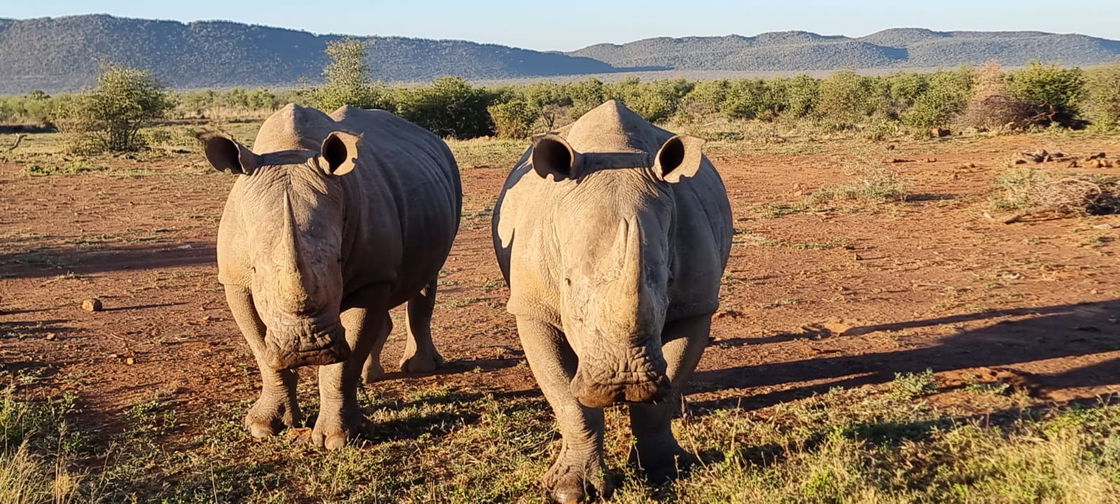 rhinos on safari in sydafrika with gonana south african travel