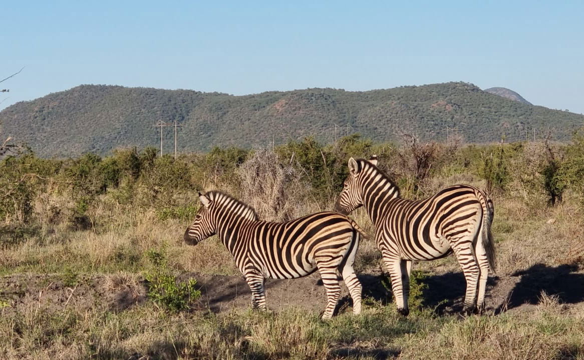 Image showing Wildlife on the Garden Route with Gonana South AFrican Travel