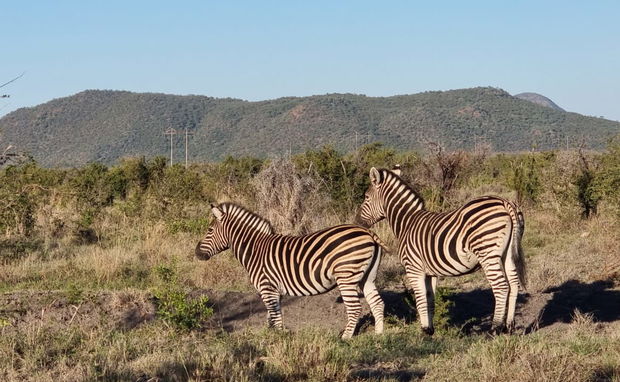 Image showing Wildlife on the Garden Route with Gonana South AFrican Travel Image showing Wildlife on the Garden Route with Gonana South AFrican Travel